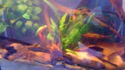 Pflanzen im Aquarium Becken 23787