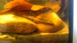 Dekoration im Aquarium Becken 23787