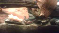 Besatz im Aquarium Becken 23787