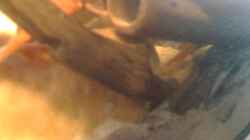 Dekoration im Aquarium Becken 23787