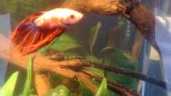 Besatz im Aquarium Becken 23787