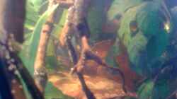 Dekoration im Aquarium Becken 23787