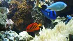Besatz im Aquarium Becken 2382
