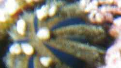 Seeigel blau