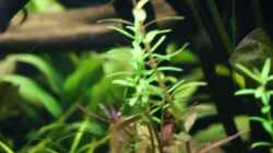 03.10.2012 Rotala rotundifolia