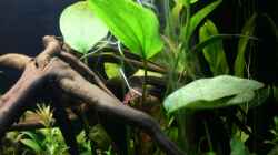 01.10.2012 Echinodorus Red Flame