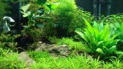 Pflanzen im Aquarium Nano Cube 60 Liter