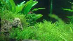 Besatz im Aquarium Nano Cube 60 Liter