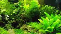 Pflanzen im Aquarium Nano Cube 60 Liter