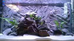 Das Becken 2