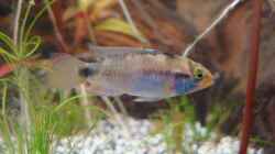 Apistogramma nessini weibchen