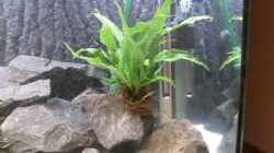 Pflanzen im Aquarium Becken 24174