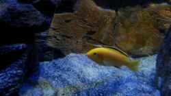 Labidochromis caeruleus yellow