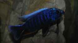 Sciaenochromis Fryeri