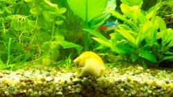 Apfelschnecke