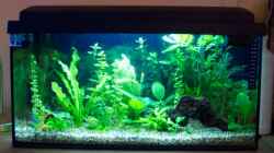 Aquarium Becken 2421