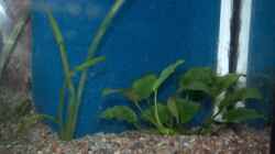 Pflanzen im Aquarium Oase im Grünen