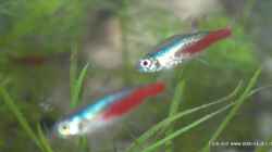 Neonsalmler