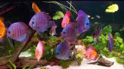 Besatz im Aquarium Becken 24596