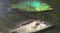 sind die beiden nicht ein Traumpaar? Lichnochromis acouticeps