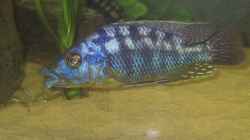 Eclectochromis lambrosus