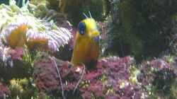 Besatz im Aquarium Westerwälder Nanoriff