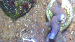 Besatz im Aquarium Westerwälder Nanoriff