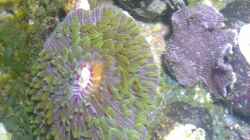 Besatz im Aquarium Westerwälder Nanoriff