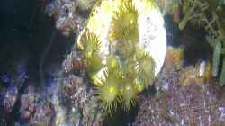 Besatz im Aquarium Westerwälder Nanoriff