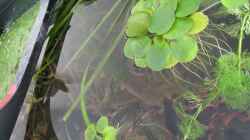 Froschbiss