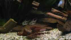 C. habrosus