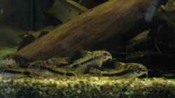C. habrosus