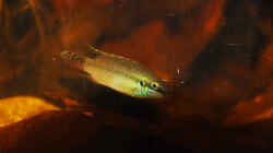 Besatz im Aquarium Enigmatochromis