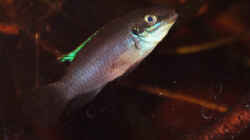 Besatz im Aquarium Enigmatochromis