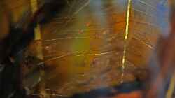 Besatz im Aquarium Enigmatochromis