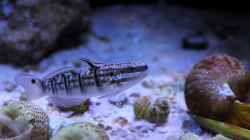 Amblygobius phalaena - Bagger-Grundel