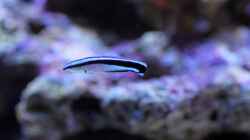 Labroides dimidiatus - (Gemeiner) Putzerlippfisch
