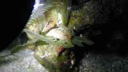 Stomatella varia - Ohrschnecke