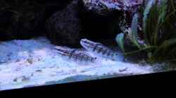 Pärchen Amblygobius phalaena - Bagger-Grundel