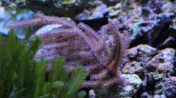 Pinnigorgia sp. - Gorgonie