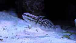 Amblygobius phalaena - Bagger-Grundel