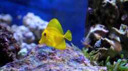 Zebrasoma flavescens - Zitronenflossen-Doktorfisch