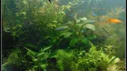 Aquarium tropisches Gesellschaftsbecken