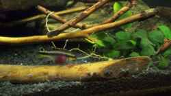 Aquarium Afrika ... nur noch als Beispiel