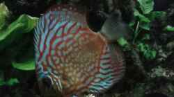 Aquarium Südamerika 2