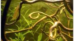 Dekoration im Aquarium Buschfisch-Becken