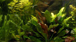 Aquarium Becken 2520