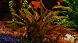 Cryptocoryne Petchii