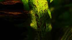 makro ´Blattseite´