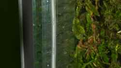 Flipper